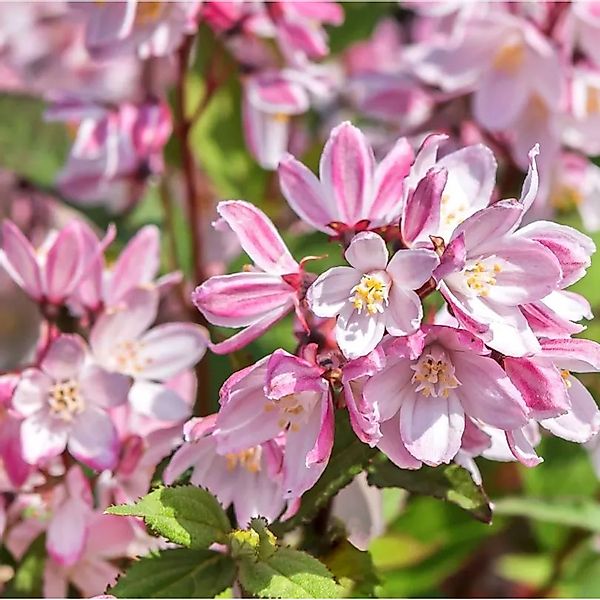 Teller Hortensie Cherry Champell 40-50cm - Hydrangea serrata günstig online kaufen