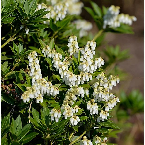 Schattenglöckchen Lavendelheide Prelude 25-30cm - Pieris japonica günstig online kaufen