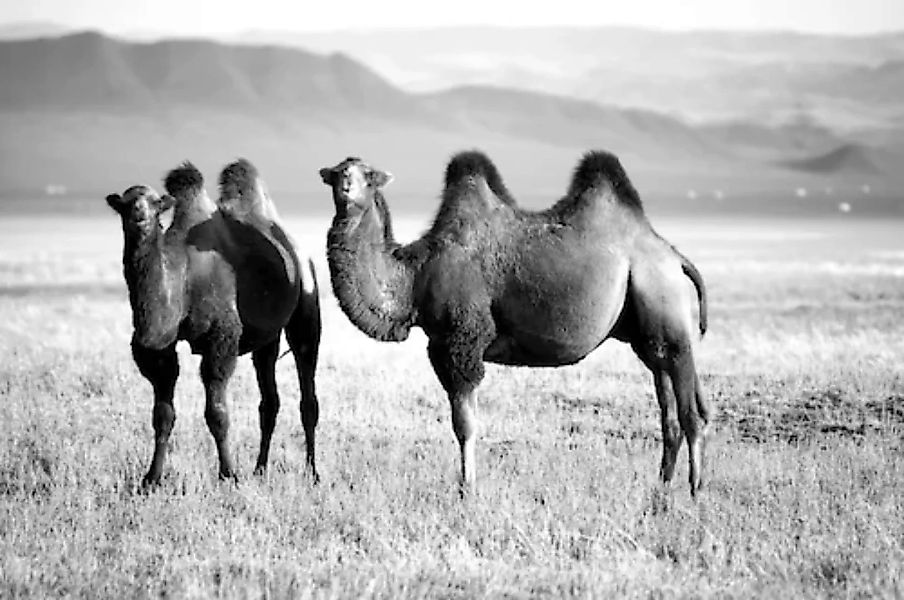 Papermoon Fototapete »Kamele Schwarz & Weiß« günstig online kaufen