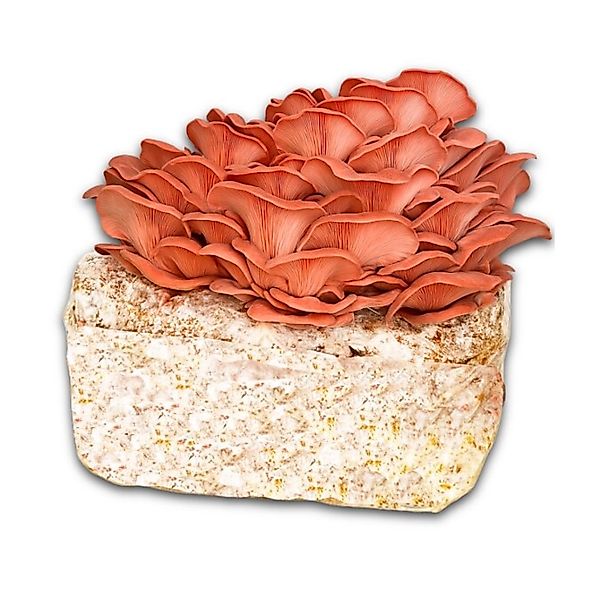 Hawlik Pilzbrut Bio Rosenseitling Fertigpilzkultur für Kinderleichte Pilzzu günstig online kaufen