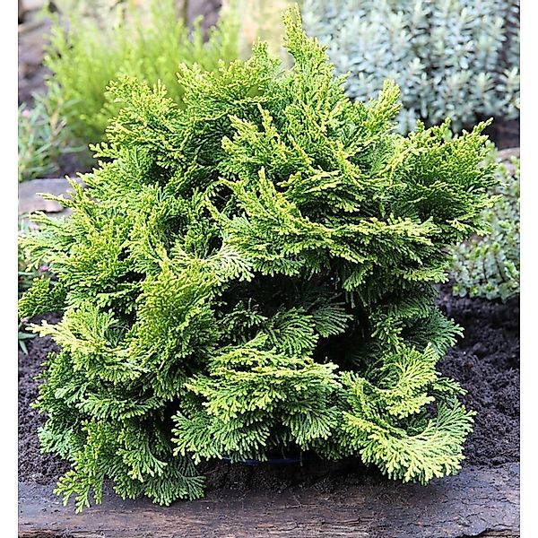 Hinoki Scheinzypresse 15-20cm - Chamaecyparis obtusa günstig online kaufen