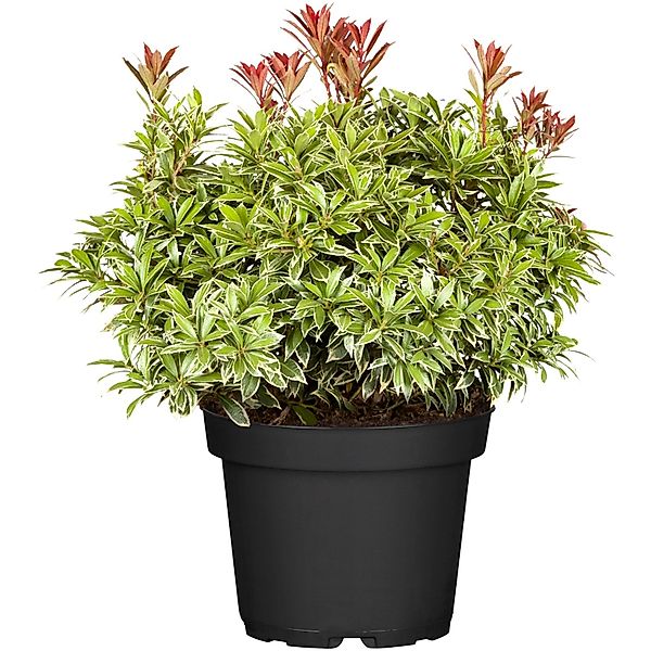 OBI Schattenglöckchen Little Heath Rosa Höhe ca. 10-20 cm Topf ca. 2 l Pier günstig online kaufen