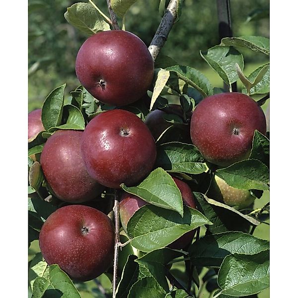 Pflanzen für Dich Obstpflanze Malus domestica McIntosh, 1 St., McIntosh-Apf günstig online kaufen