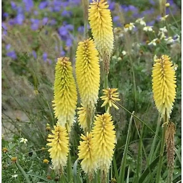 Fackellilie Green Jade - Kniphofia Hybrid günstig online kaufen