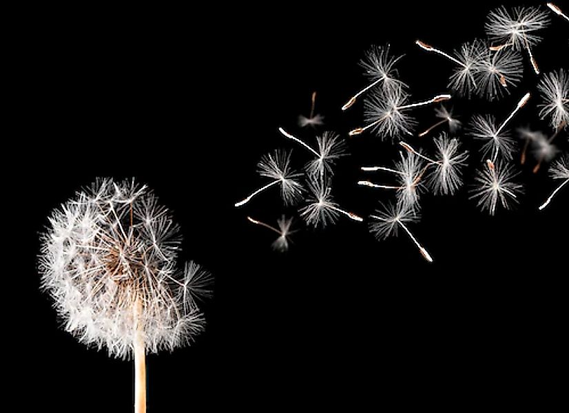 Papermoon Fototapete »Dandelion« glatt günstig online kaufen
