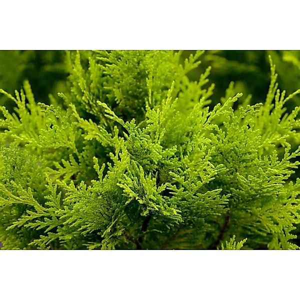 Chamaecyparis,awsoniana 'Stardust' 125-150 cm günstig online kaufen