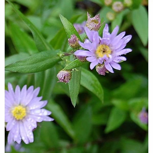 Glattblattaster Blaue Nachhut - Aster novi belgii günstig online kaufen