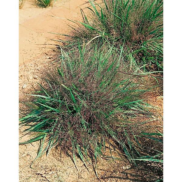 Eragrostis Spectabilis Purple Love Purpur-Liebesgras Ca. 2-3 L Container günstig online kaufen