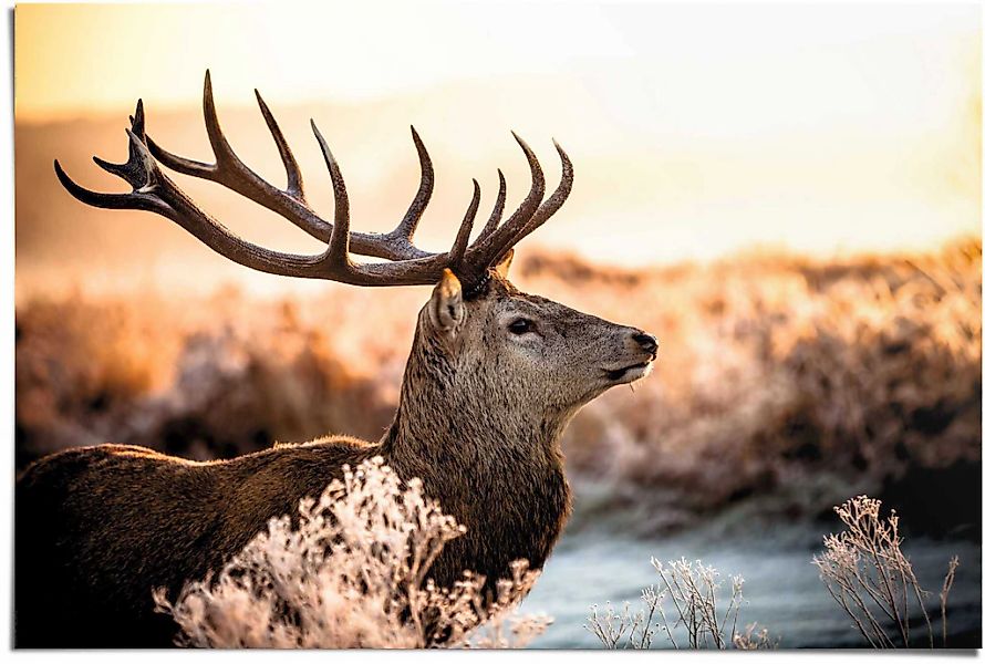 Reinders Poster "Hirsch im Wald", (1 St.) günstig online kaufen