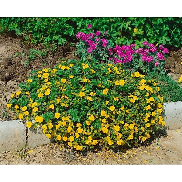Potentilla Neumanniana Nana Fingerkraut Gelb Ca. 9x9 cm Topf günstig online kaufen