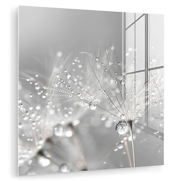 MuchoWow Acrylglasbild Löwenzahn - Wassertropfen - günstig online kaufen