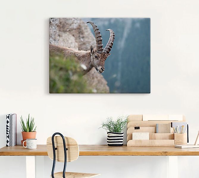 Artland Leinwandbild "Steinbock", Wildtiere, (1 St.), auf Keilrahmen gespan günstig online kaufen