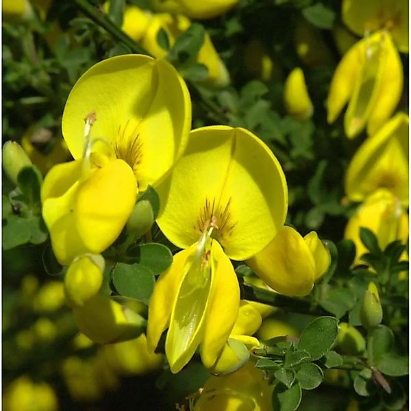 Besenginster 60-80cm - Cytisus scoparius günstig online kaufen
