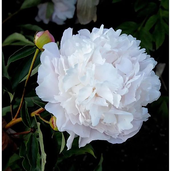 Edelpfingstrose Gardenia - Paeonia,actiflora günstig online kaufen