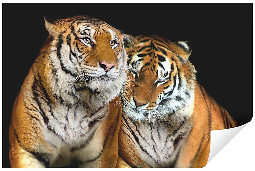 Wallarena Fototapete Tiger Tiere Natur Katze günstig online kaufen