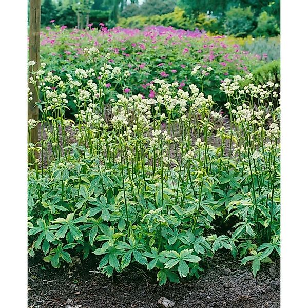 Astrantia Major Sunningdale Variegated Große Sterndolde Ca. 11x11 cm Topf günstig online kaufen