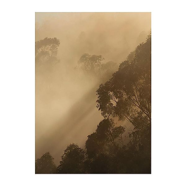 Komar Poster Golden Light Wald B/L: ca. 30x40 cm günstig online kaufen