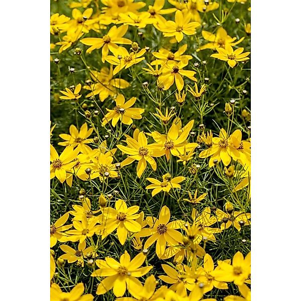 Coreopsis Verticillata Zagreb Mädchenauge Ca. 9x9 cm Topf günstig online kaufen