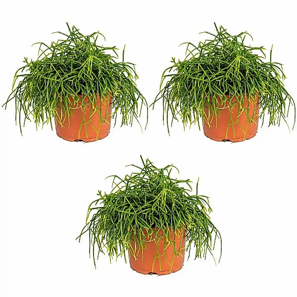 Casa Caron | 3er-Set Rhipsalis baccifera Oasis günstig online kaufen