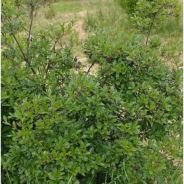 Rhododendron viscosum 50-60cm - Rhododendron viscosum günstig online kaufen