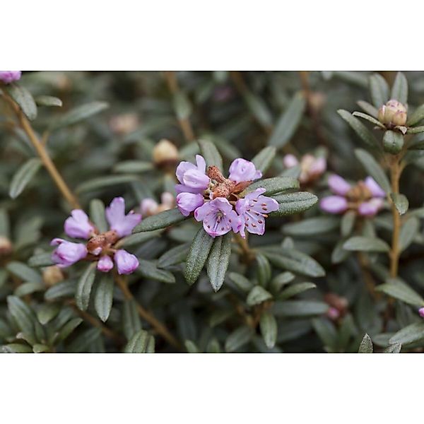 Rhododendron Hippophaeoides Zartlila 30–40 cm günstig online kaufen