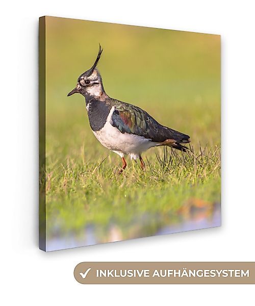 OneMillionCanvasses® Leinwandbild Vogel - Gras - günstig online kaufen
