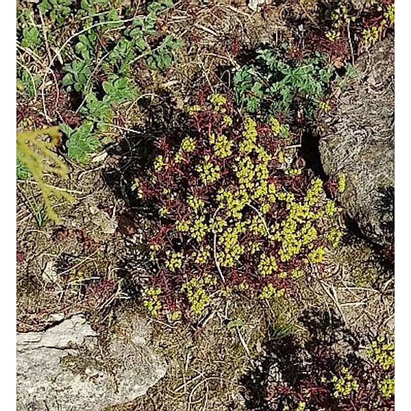 Zypressen Wolfsmilch Fens Ruby - Euphorbia characias günstig online kaufen