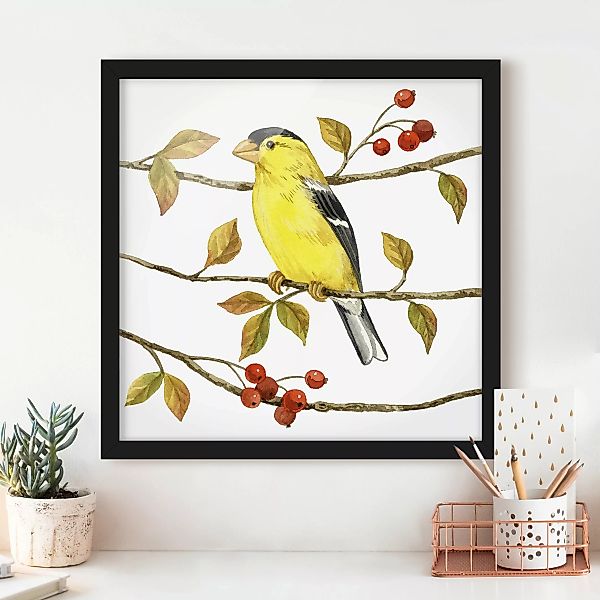 Bild mit Rahmen Tiere - Quadrat Vögel und Beeren - Goldzeisig günstig online kaufen