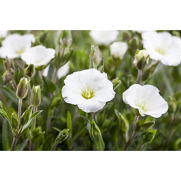 Arenaria Montana Sandkraut Ca. 9x9 cm Topf günstig online kaufen