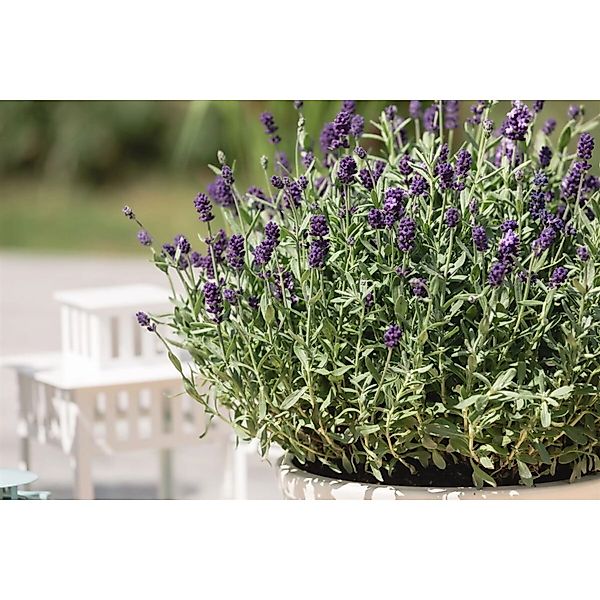 Lavandula Angustifolia Dwarf Blue Echter Lavendel Ca. 9x9 cm Topf günstig online kaufen