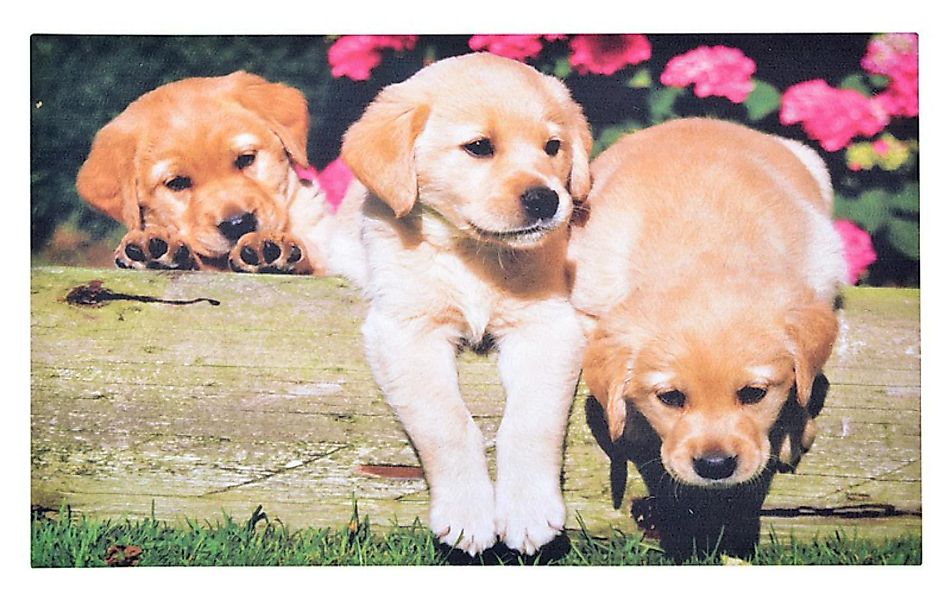 Gummi- Fussmatte Fussabtreter Hunde- Welpen 75x45cm günstig online kaufen