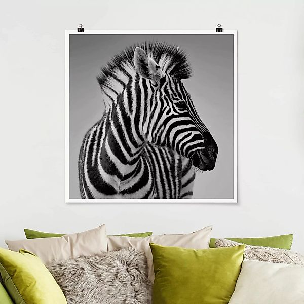 Poster Tiere - Quadrat Zebra Baby Portrait II günstig online kaufen