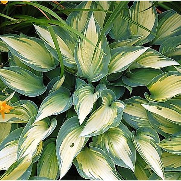 Graublattfunkie June - Hosta tardiana günstig online kaufen