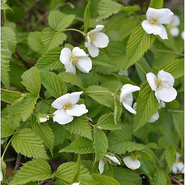 Scheinkerrie 40-60cm - Rhodotypos scandens günstig online kaufen