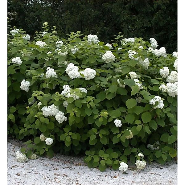 Ballhortensie Grandiflora 60-80cm - Hydrangea arborescens günstig online kaufen