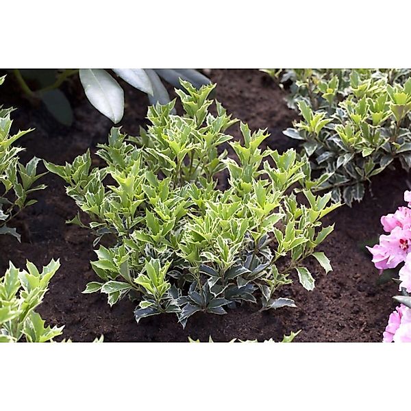 Osmanthus Heterophyllus Variegatus Duftblüte Immergrün 20–25 cm günstig online kaufen