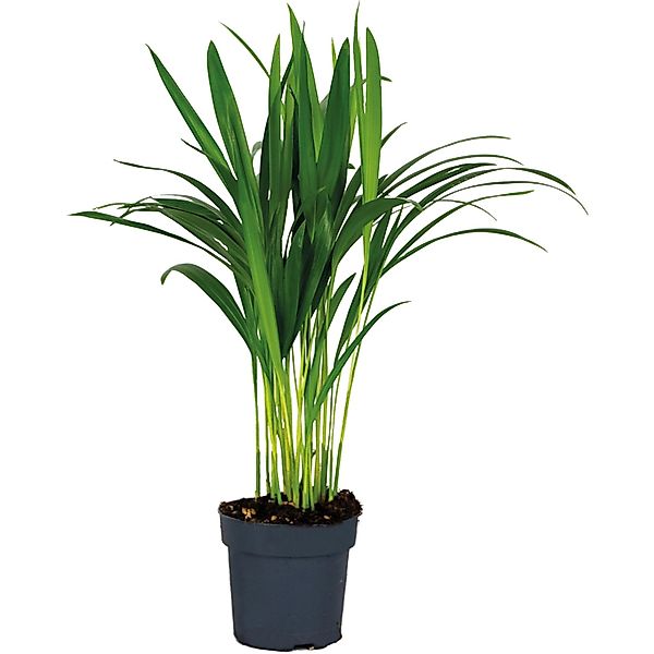 GROW by OBI Goldfruchtpalme Topf Ø ca. 12 cm Areca Dypsis Lutescens günstig online kaufen