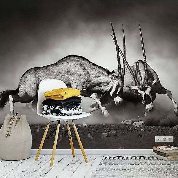 Wall-Art Vliestapete »Tiere Afrika Antilopen Duell«, made in Berlin günstig online kaufen