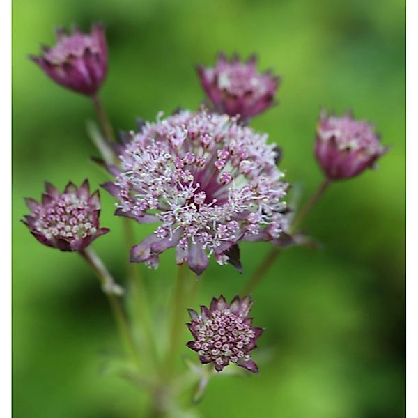 Sterndolde Hadspen Blood - Astrantia major günstig online kaufen