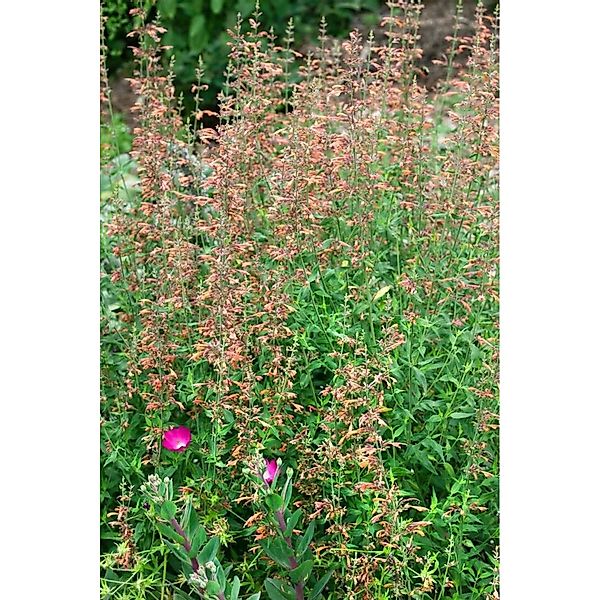 Agastache Barberi Firebird Anisysop Ca. 11x11 cm Topf günstig online kaufen