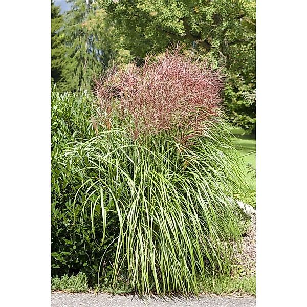 Miscanthus Sinensis Große Fontäne Chinaschilf Ca. 11x11 cm Topf günstig online kaufen