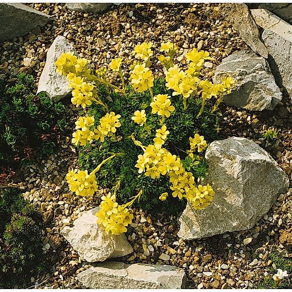 Saxifraga X Apiculata Steinbrech Ca. 9x9 cm Topf Kompakt günstig online kaufen