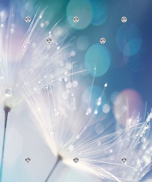 queence Garderobenleiste "Dandelion" günstig online kaufen