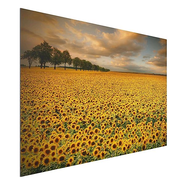 Alu-Dibond Bild Blumen - Querformat 3:2 Feld mit Sonnenblumen günstig online kaufen
