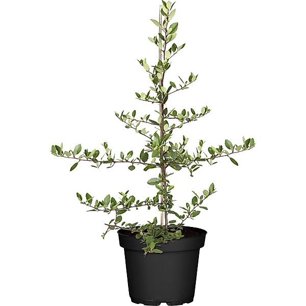 Feuerdorn Glow Set à 50 Stk. Höhe ca. 40 - 60cm Pyracantha hybride günstig online kaufen