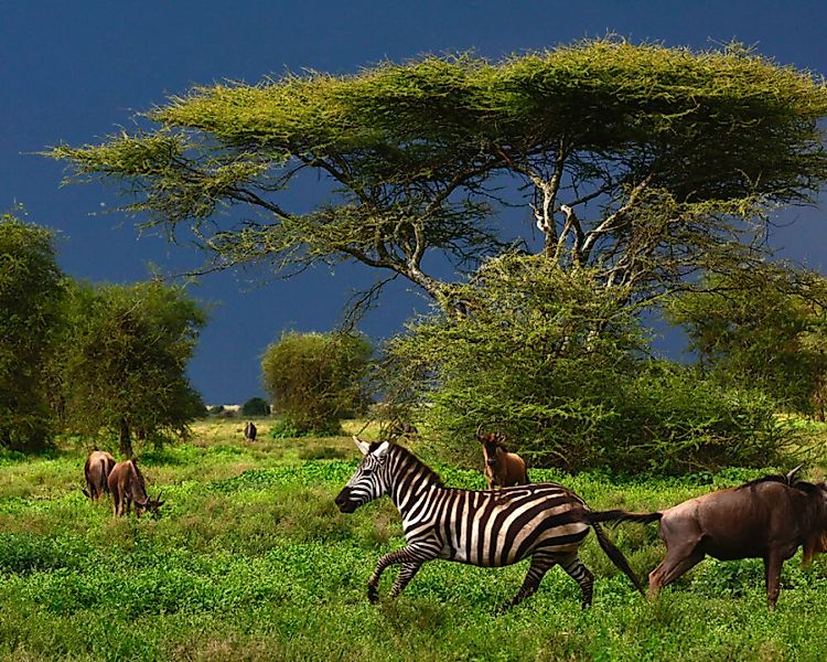 Fototapete "Zebra&Bffel" 4,00x2,50 m / Glattvlies Brillant günstig online kaufen