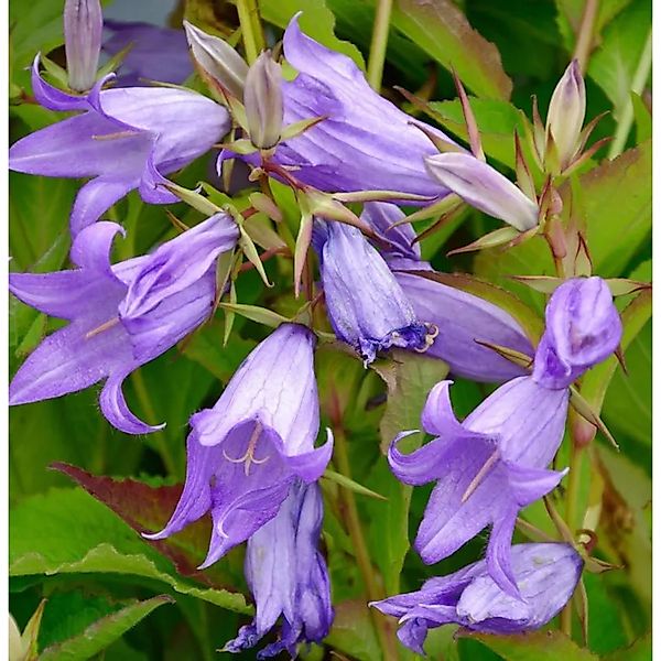 Waldglockenblume - Campanula,atifolia günstig online kaufen