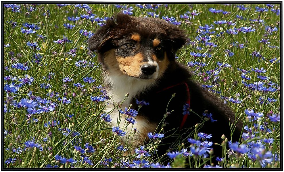 Papermoon Infrarotheizung »Hund in Blumenwiese«, sehr angenehme Strahlungsw günstig online kaufen