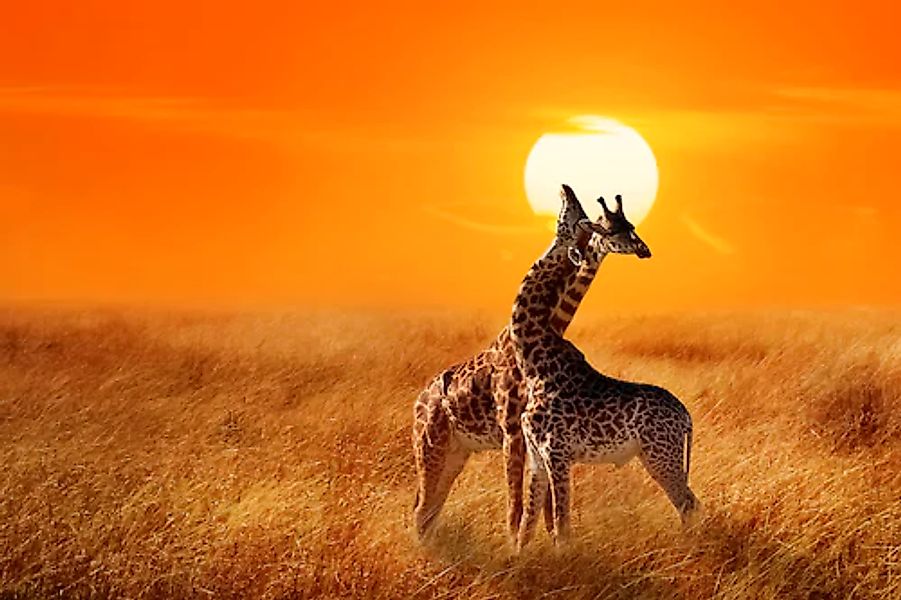 Papermoon Fototapete »Giraffes against Sunset« glatt günstig online kaufen