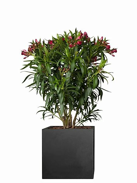 Oleander (Nerium oleander) 100cm - Rot günstig online kaufen